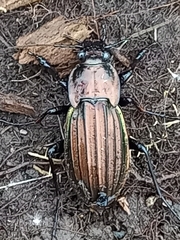 Carabus melancholicus