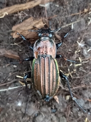 Carabus melancholicus