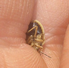 Trichopepla atricornis