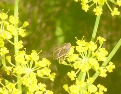 Trichopepla atricornis