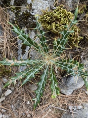 Ptilostemon hispanicus