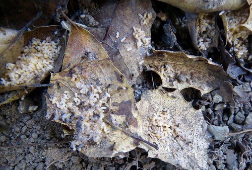 iNaturalist observation photo of Odorous House Ant