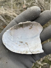 Pyganodon grandis