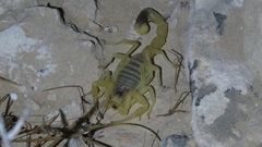 Leiurus hebraeus