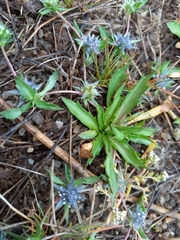 Eryngium viviparum