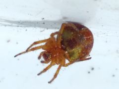 Araneus sturmi