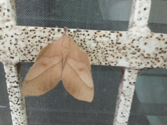 Syssphinx molina