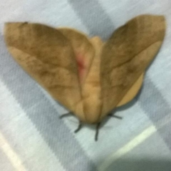 Syssphinx molina