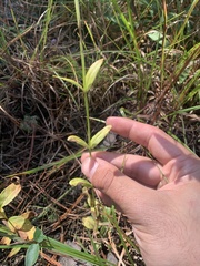 Sabatia capitata
