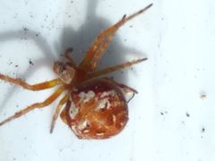 Araneus sturmi