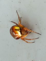 Araneus sturmi