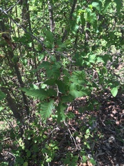 Nothofagus glauca