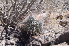 Ferocactus emoryi rectispinus