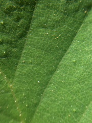 Nothofagus glauca