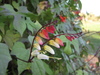 Firecracker Vine - Photo (c) uacescomm, some rights reserved (CC BY-SA)