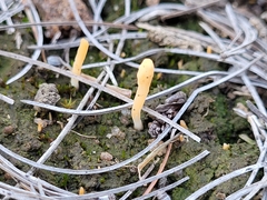 Multiclavula vernalis