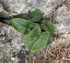 Arisarum