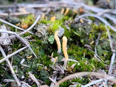 Multiclavula vernalis