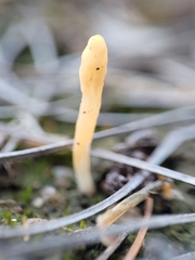 Multiclavula vernalis