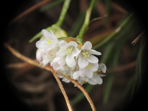 Image of Armeria ruscinonensis by (c) Yves Bas, some rights reserved (CC BY)