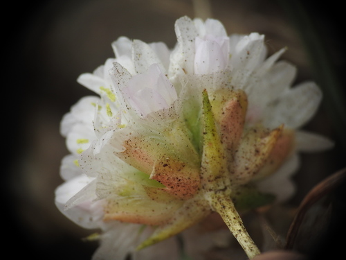 Image of White Thrift (Armeria ruscinonensis) by (c) Yves Bas, some rights reserved (CC BY)