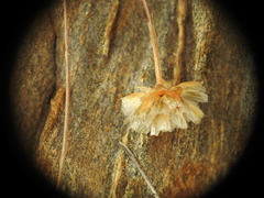 Armeria ruscinonensis