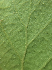 Nothofagus glauca