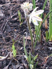 Trachyandra hirsutiflora