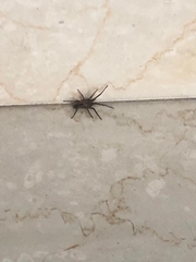 Araneomorphae