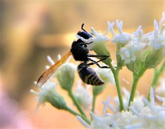 Pachodynerus guadulpensis
