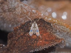 Polypedilum scalaenum