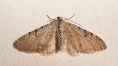 Eupithecia indigata