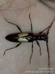 Gnomibidion fulvipes