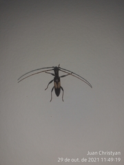 Gnomibidion fulvipes