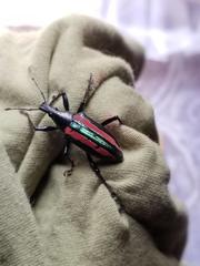 Exophthalmus similis