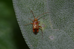 Pseudomegacoelum beckeri