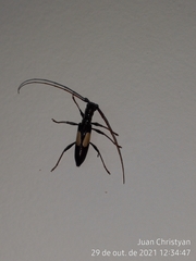 Gnomibidion fulvipes