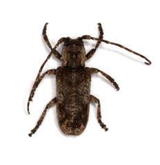 Hecyromorpha plagicollis