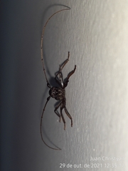 Gnomibidion fulvipes