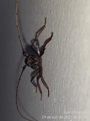 Gnomibidion fulvipes