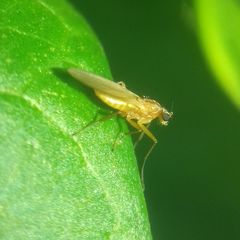 Lonchoptera