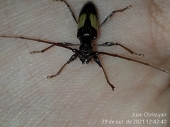 Gnomibidion fulvipes