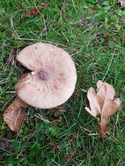 Melanoleuca grammopodia