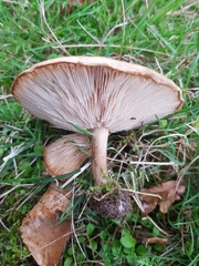 Melanoleuca grammopodia