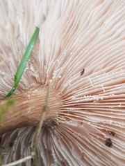 Melanoleuca grammopodia