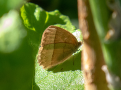 Capronnieria galesus