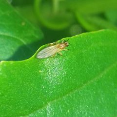 Lonchoptera