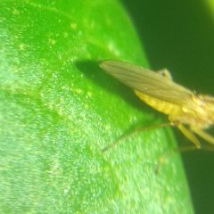 Lonchoptera