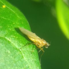 Lonchoptera