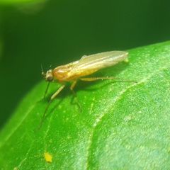 Lonchoptera